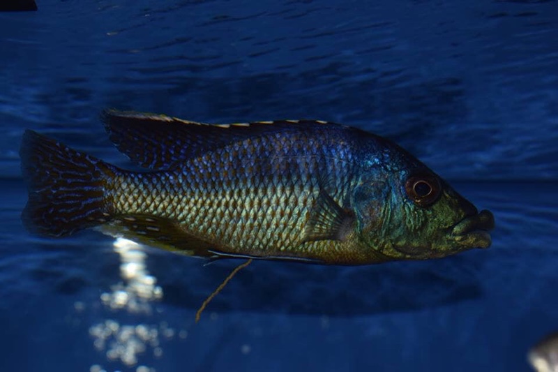 Protomelas ornatus 'Gome'